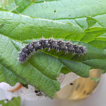 Raupe auf einem Blatt