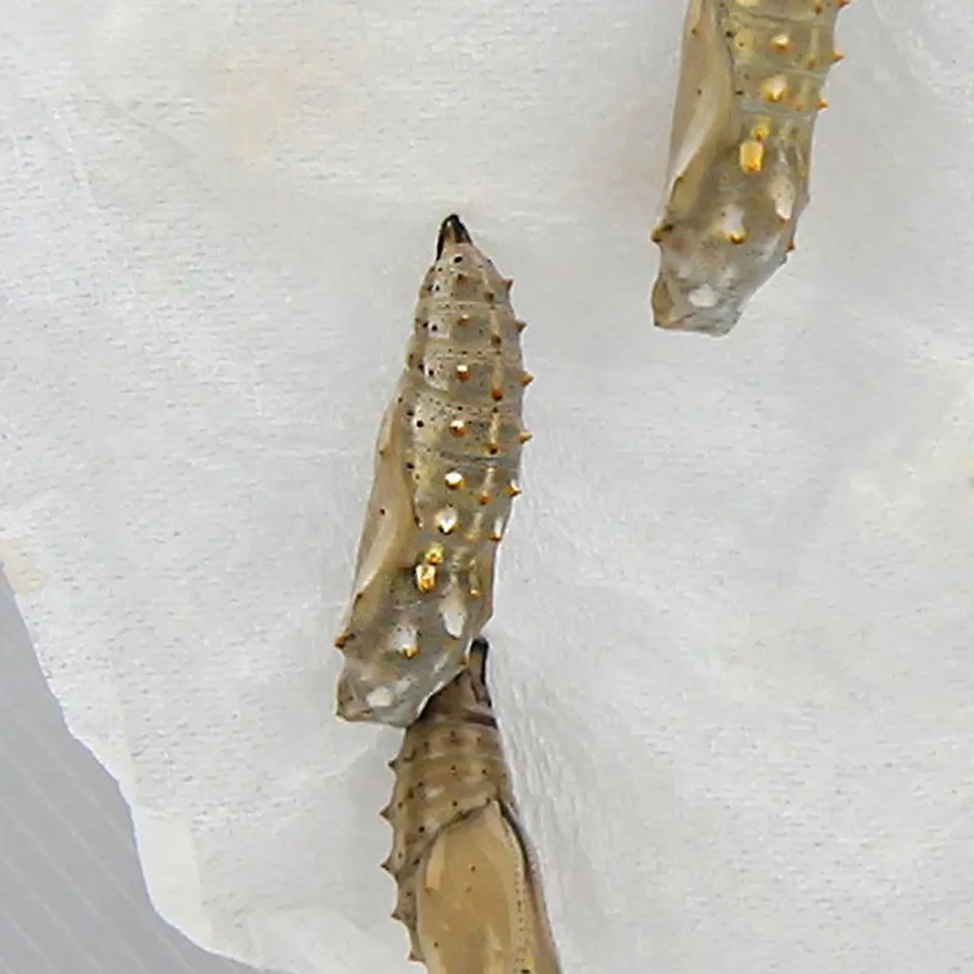 Hagemann Schmetterlings-Zuchtset, groß (10 Raupen)