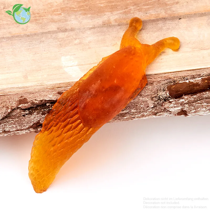 Modell Nacktschnecke