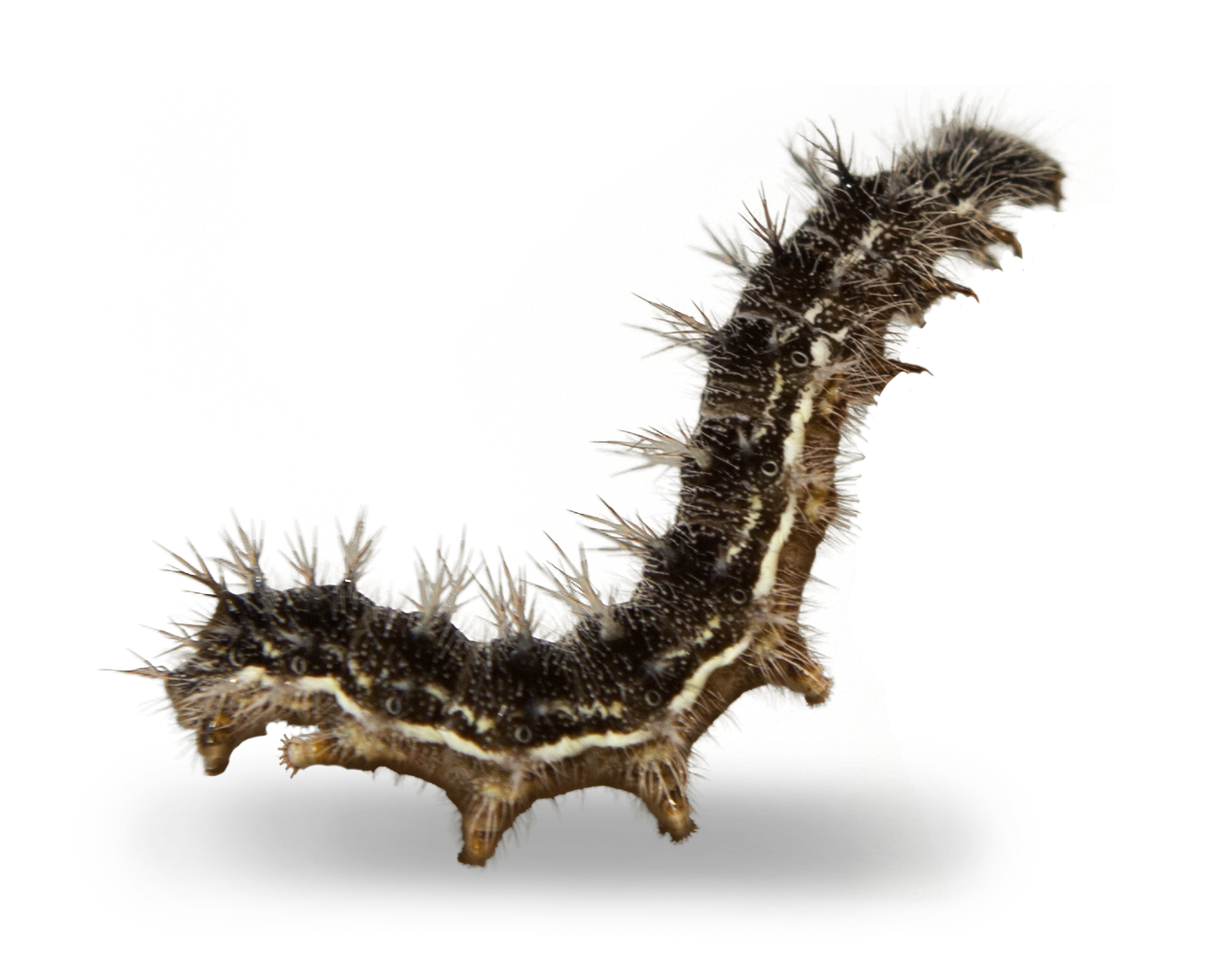 Raupe in der Nahaufnahme