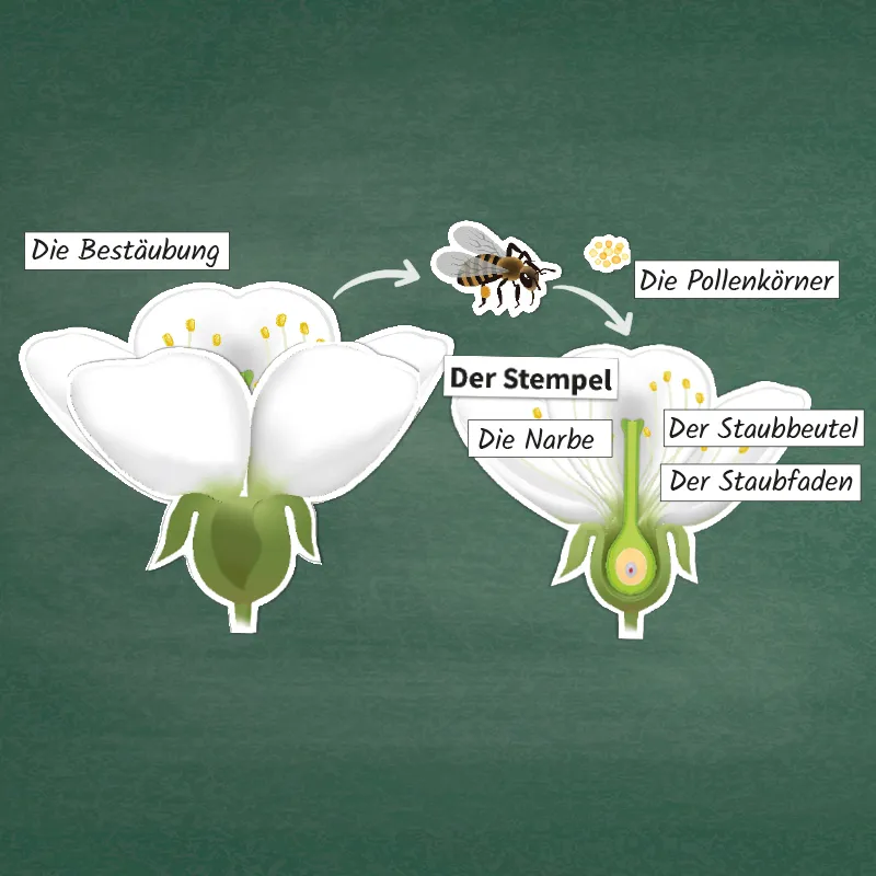 Hagemann Kirschblüte: Aufbau, Bestäubung, Befruchtung, magnetisch, 31-tlg.