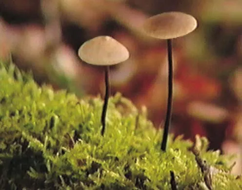 DVD-Lehrfilm Systematik der Lebewesen