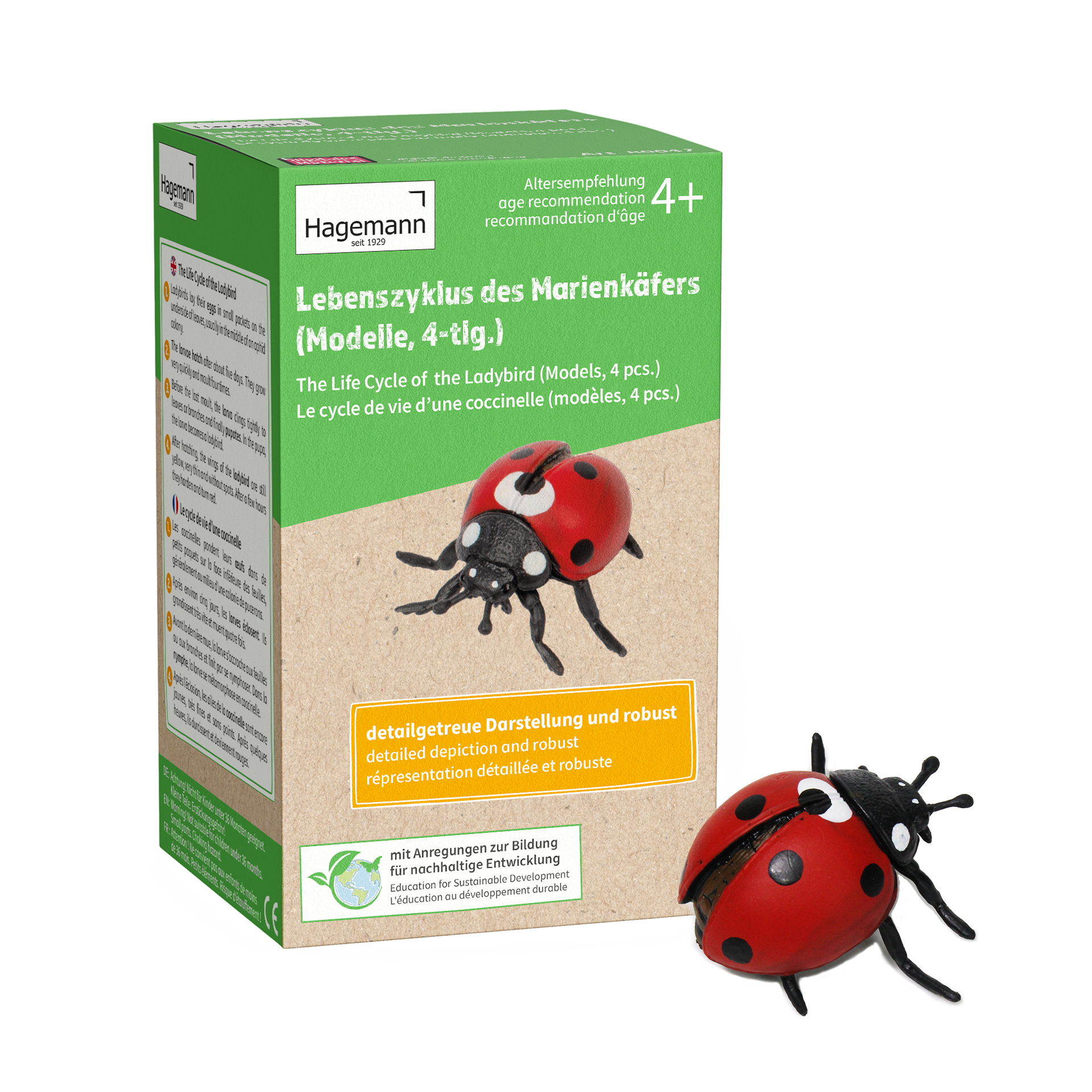 Hagemann Lebenszyklus des Marienkäfers