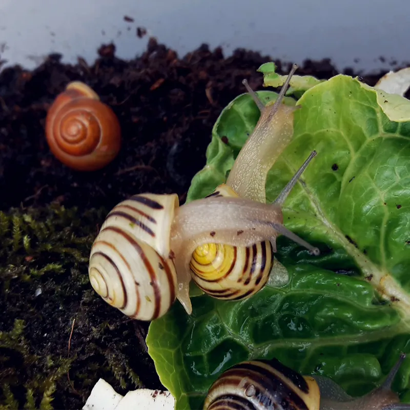 Hagemann Schnecken-Beobachtungs-Set