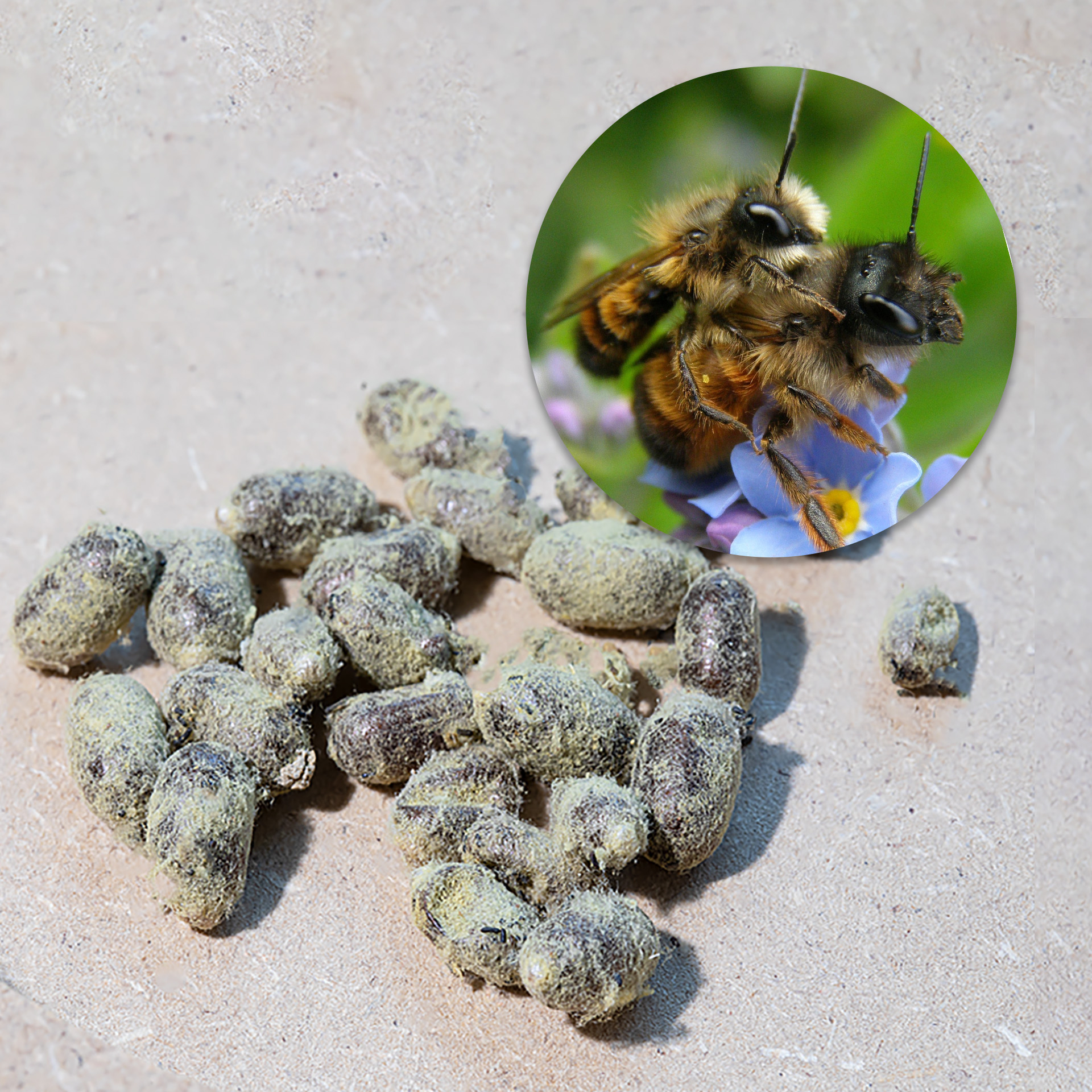 Hagemann Kokons für Wildbienenzucht, Gehörnte Mauerbiene (25 Stück)