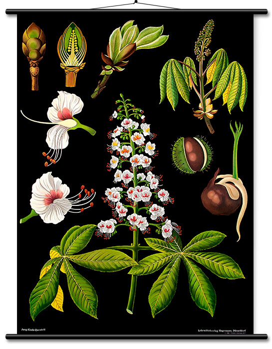 Lehrtafel Rosskastanie