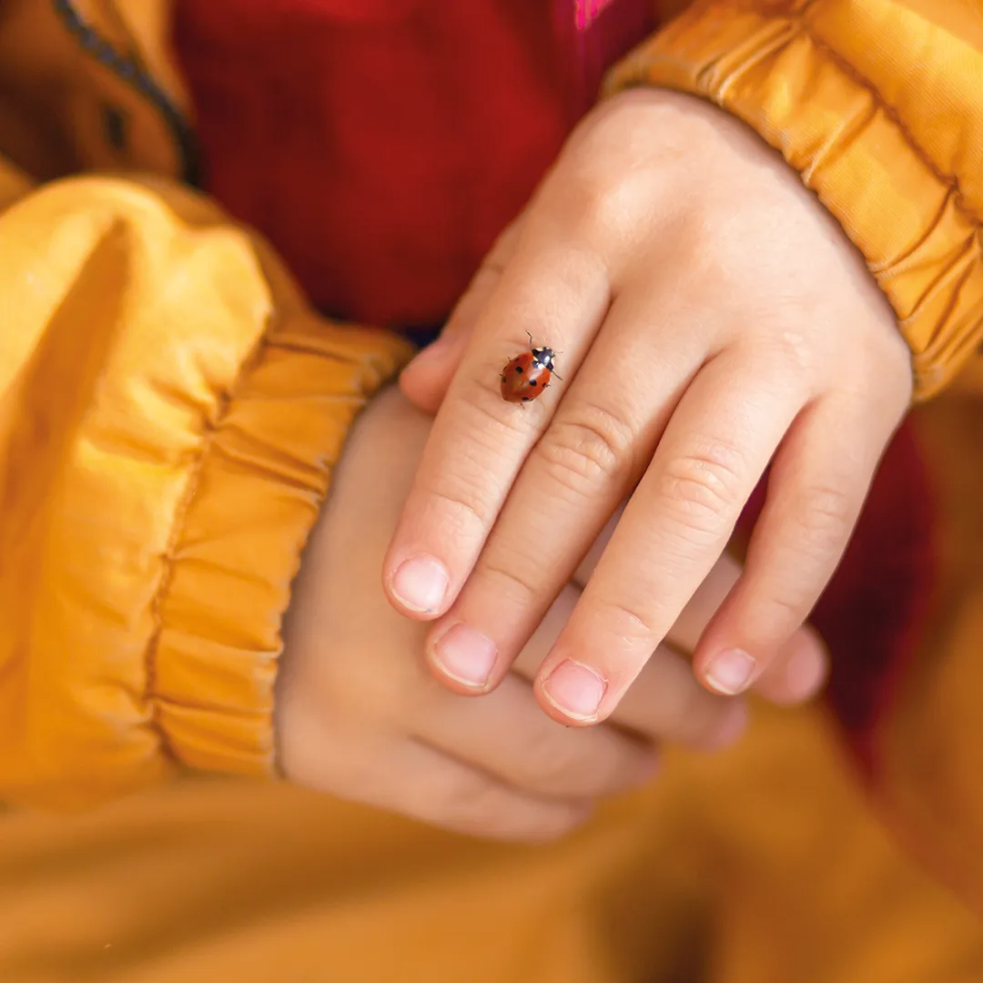 Hagemann Gruppenprojektset Marienkäfer (30-45 Larven)