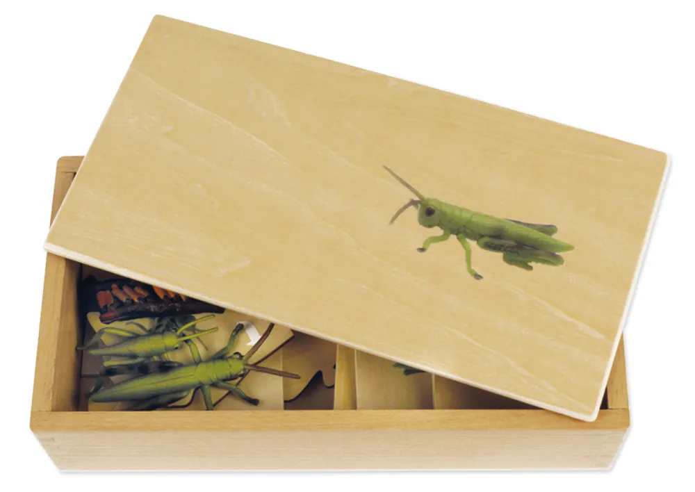 TimeTEX Lebenszyklus einer Heuschrecke, in Holzbox "Montessori Premium"