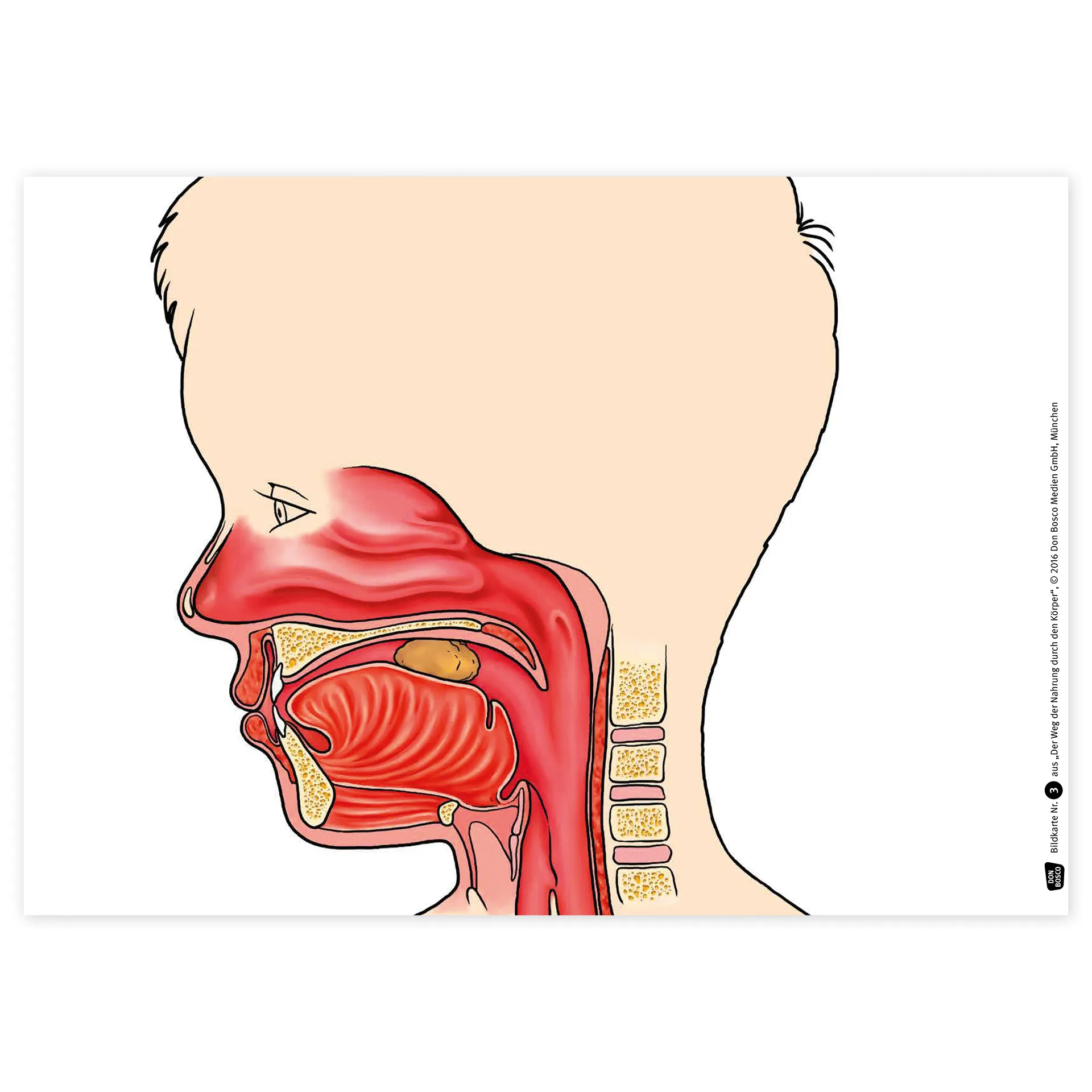 Bildergeschichten-Karten "Der Weg der Nahrung durch den Körper", 12-tlg.