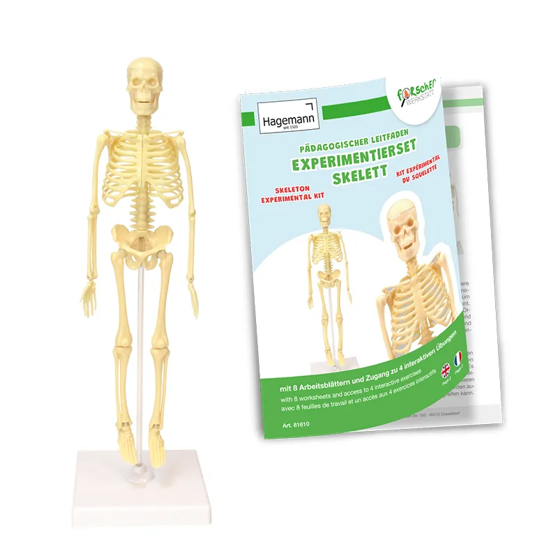 Experimentierset Skelett
