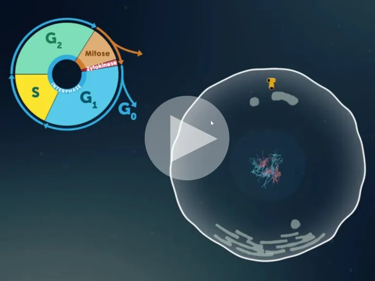 Didaktische DVD Mitose und Meiose (tabletfähig)
