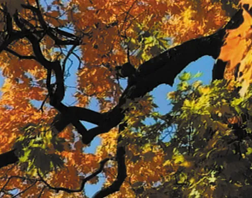 DVD-Lehrfilm Die Jahreszeiten