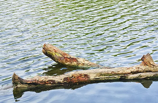 Treibholz liegt ruhig im Wasser