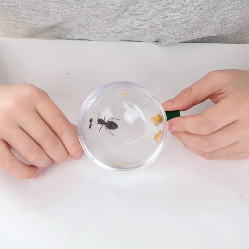 Hagemann Zuchtset Ameisen