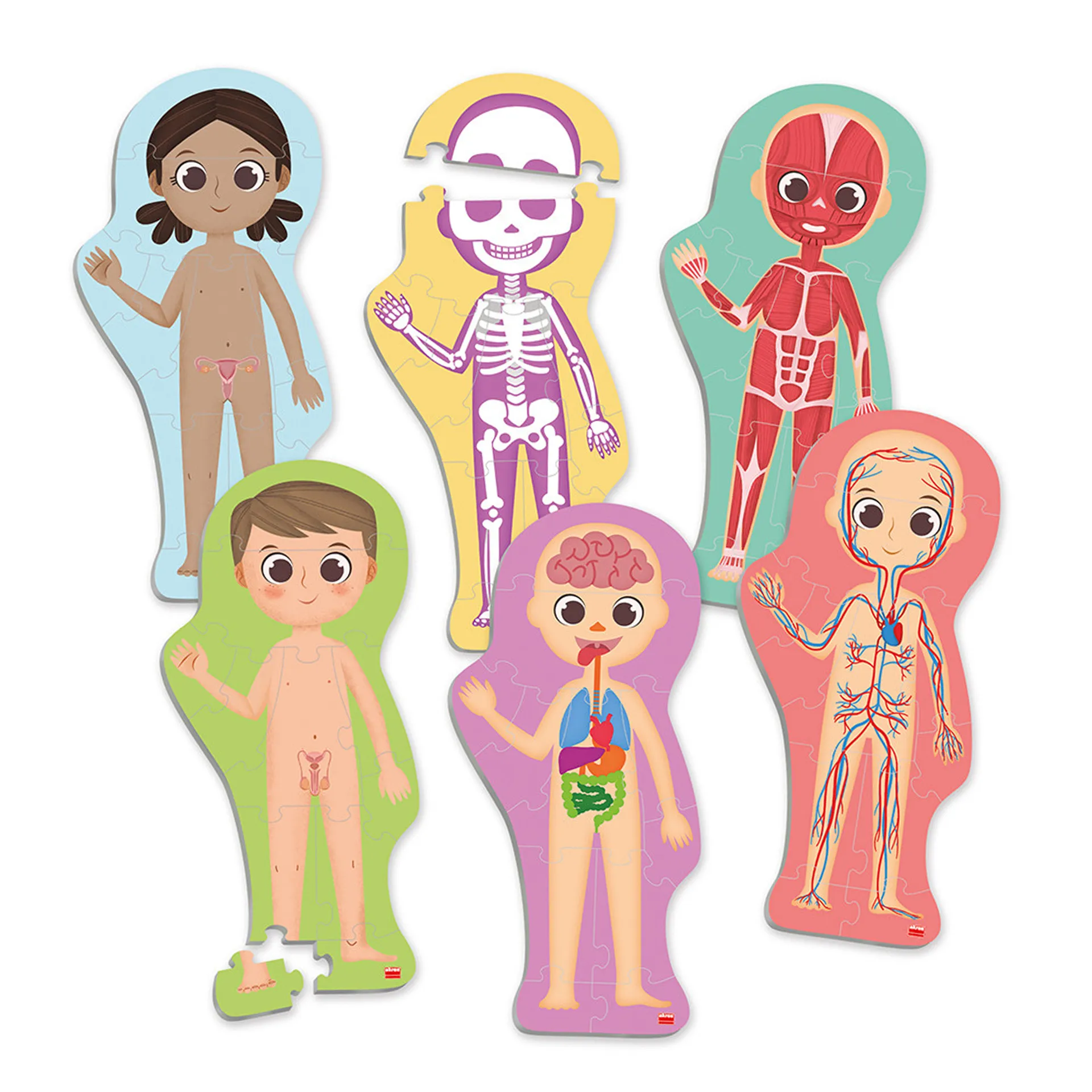 Entdecke deinen Körper, 100-tlg. 