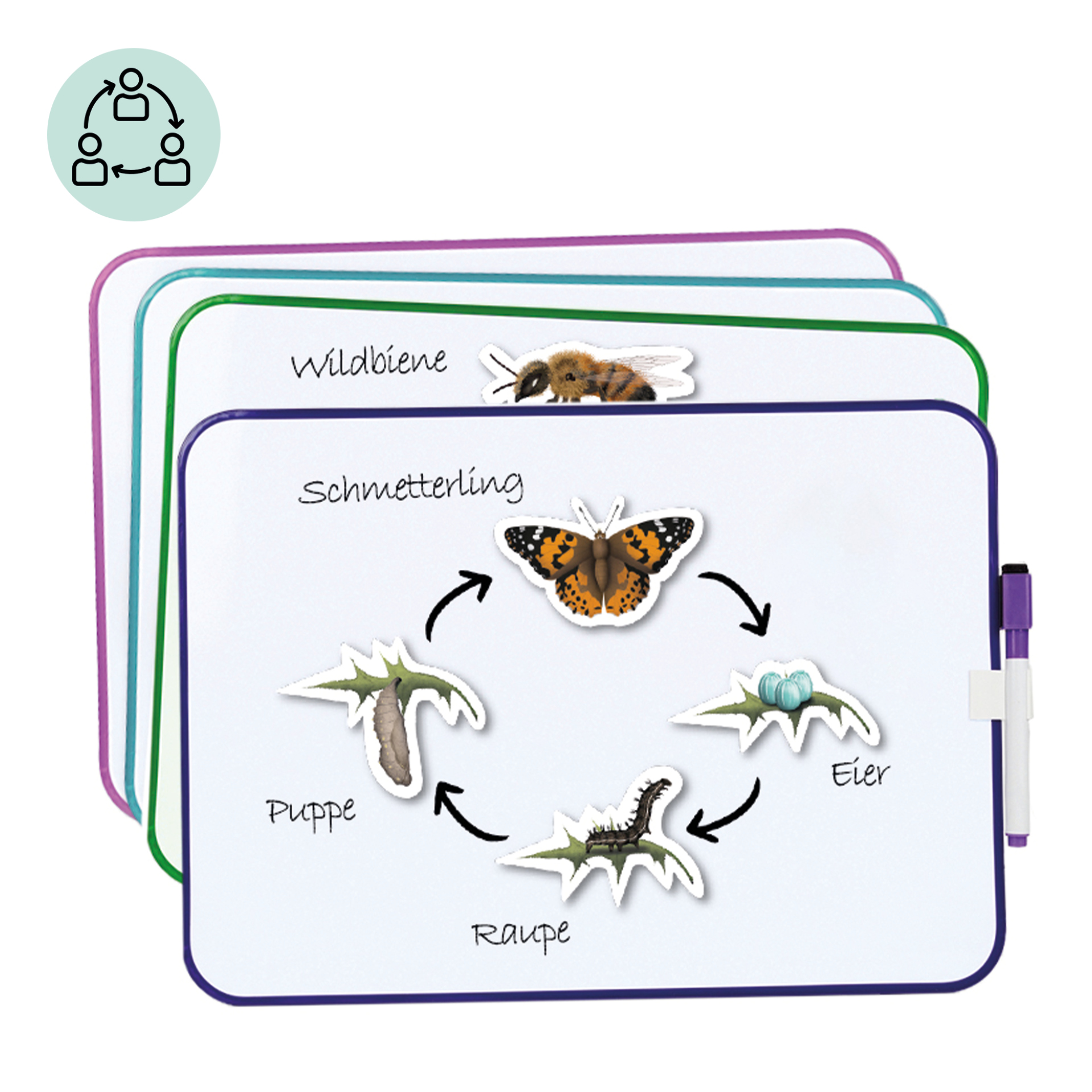 Klassenset Lebenszyklus Schmetterlinge, Bienen & Marienkäfer, magnetisch, 100-tlg. 