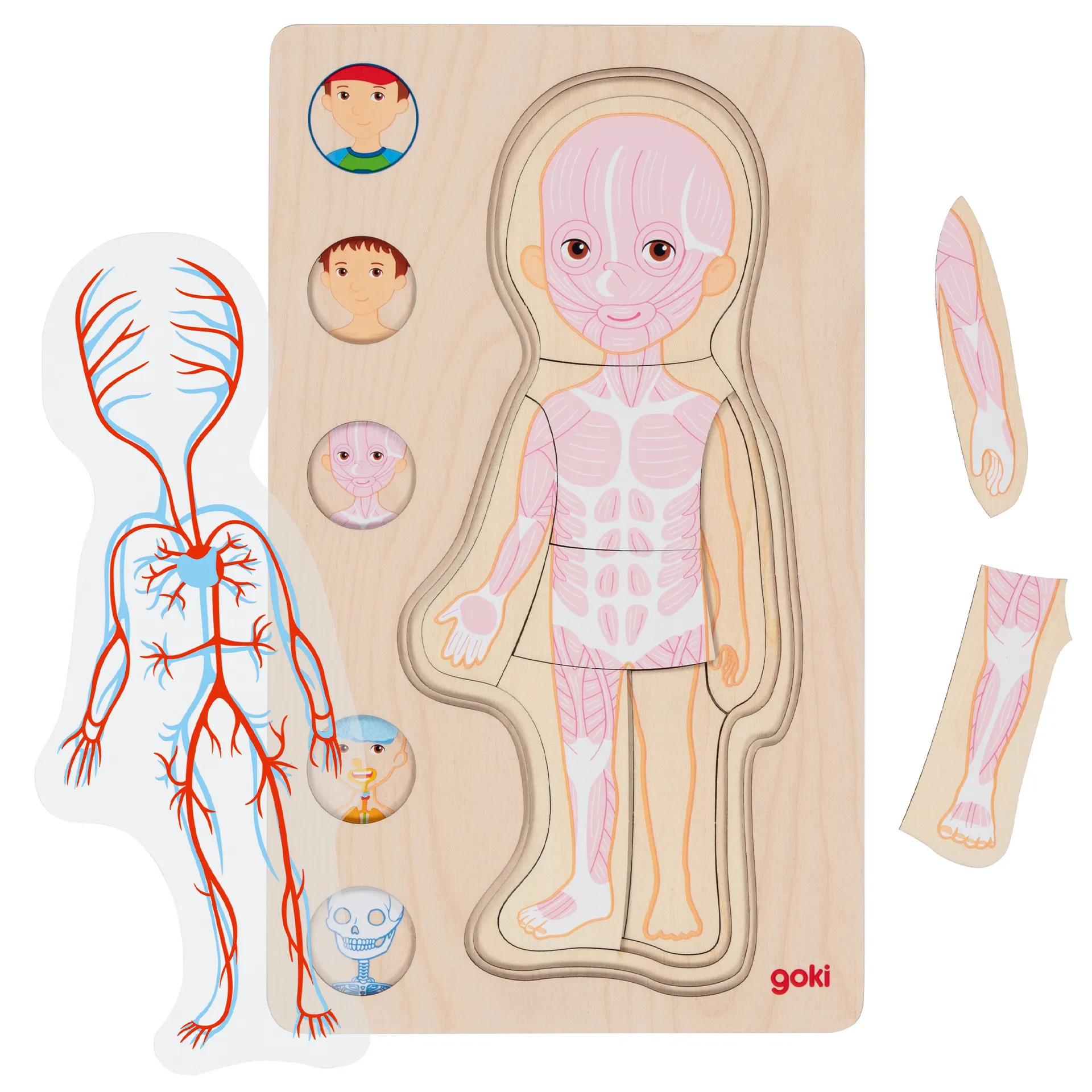 Schichtenpuzzle Anatomie Junge