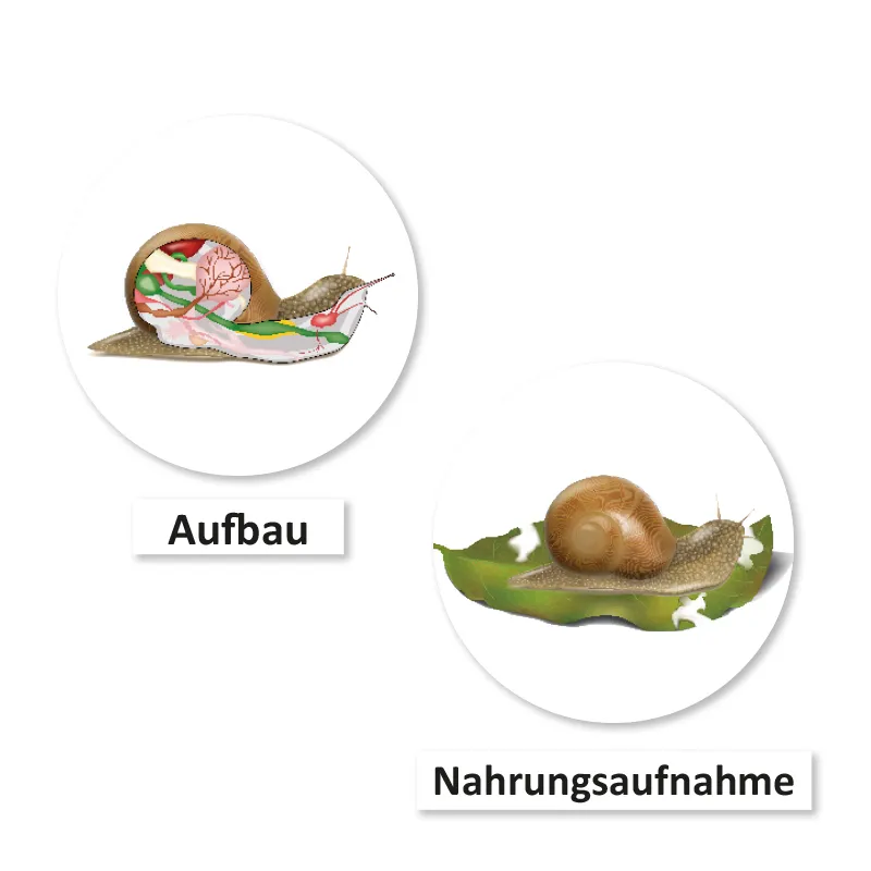Hagemann Magnetbilder Leben und Lebenszyklus der Schnecke