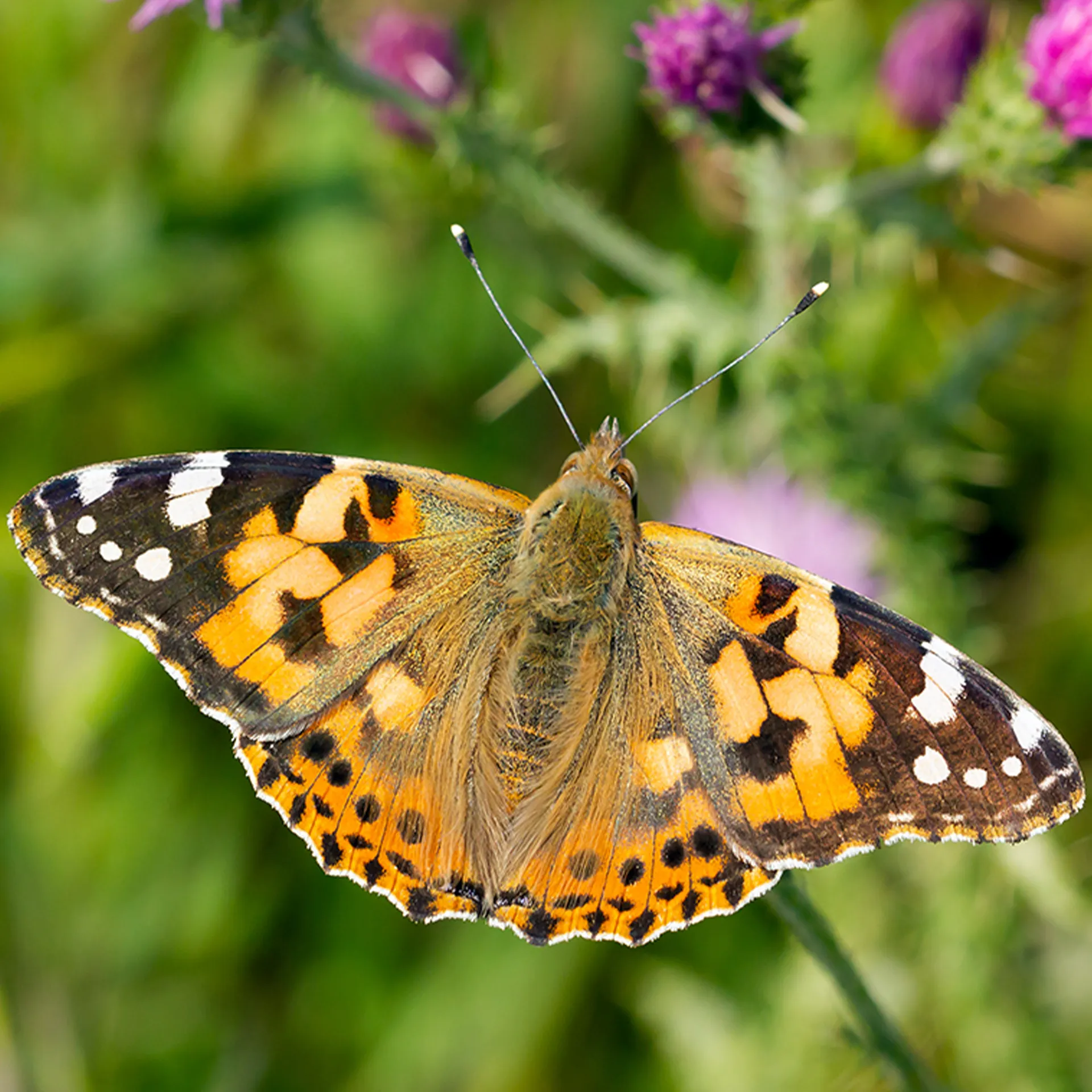 Hagemann Gruppenprojektset Schmetterlinge, Starter (15-21 Raupen)