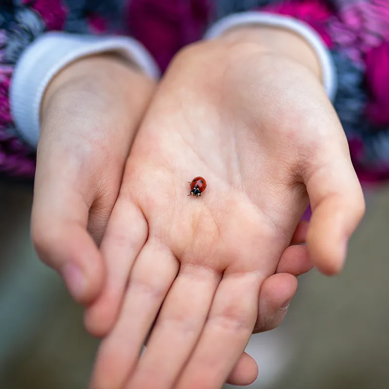 Hagemann Zuchtset Marienkäfer (10-15 Larven)