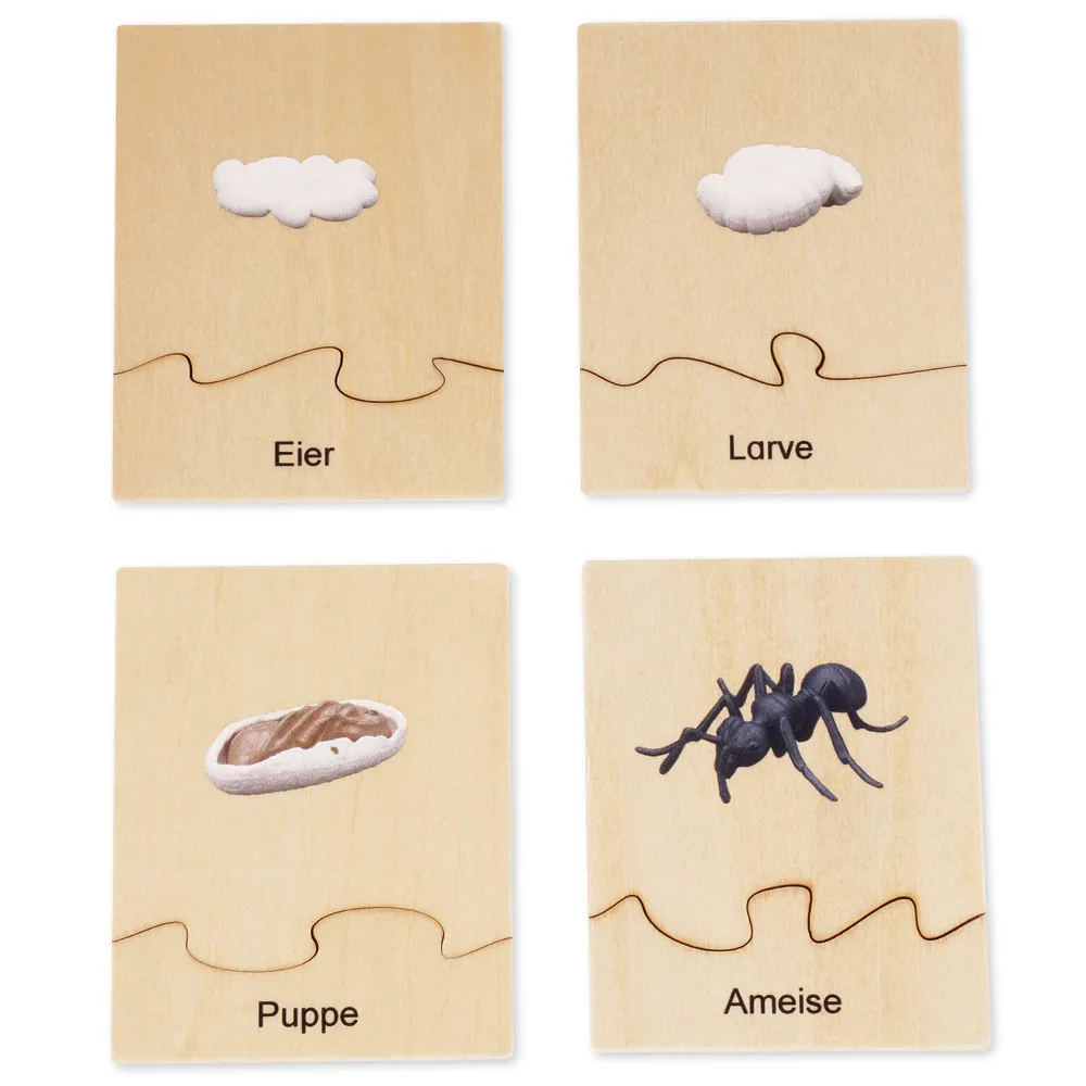 TimeTEX Lebenszyklus einer Ameise, in Holzbox "Montessori Premium"