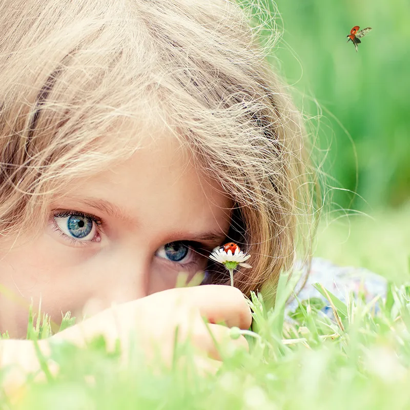 Hagemann Marienkäfer Zuchtset (mit Gutschein, 10-15 Larven)