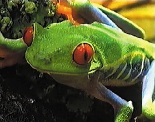 DVD-Lehrfilm Amphibien