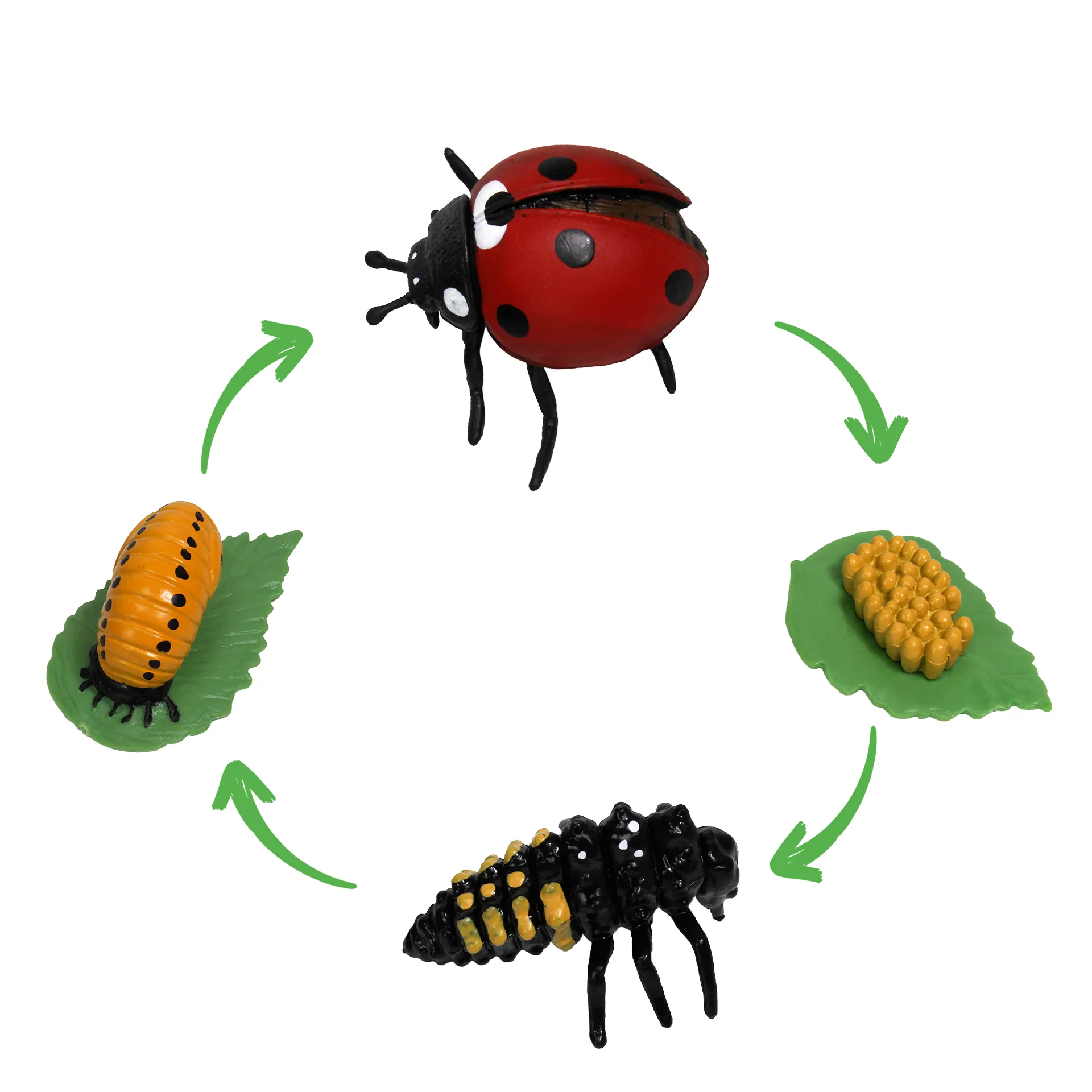 Hagemann Lebenszyklus des Marienkäfers