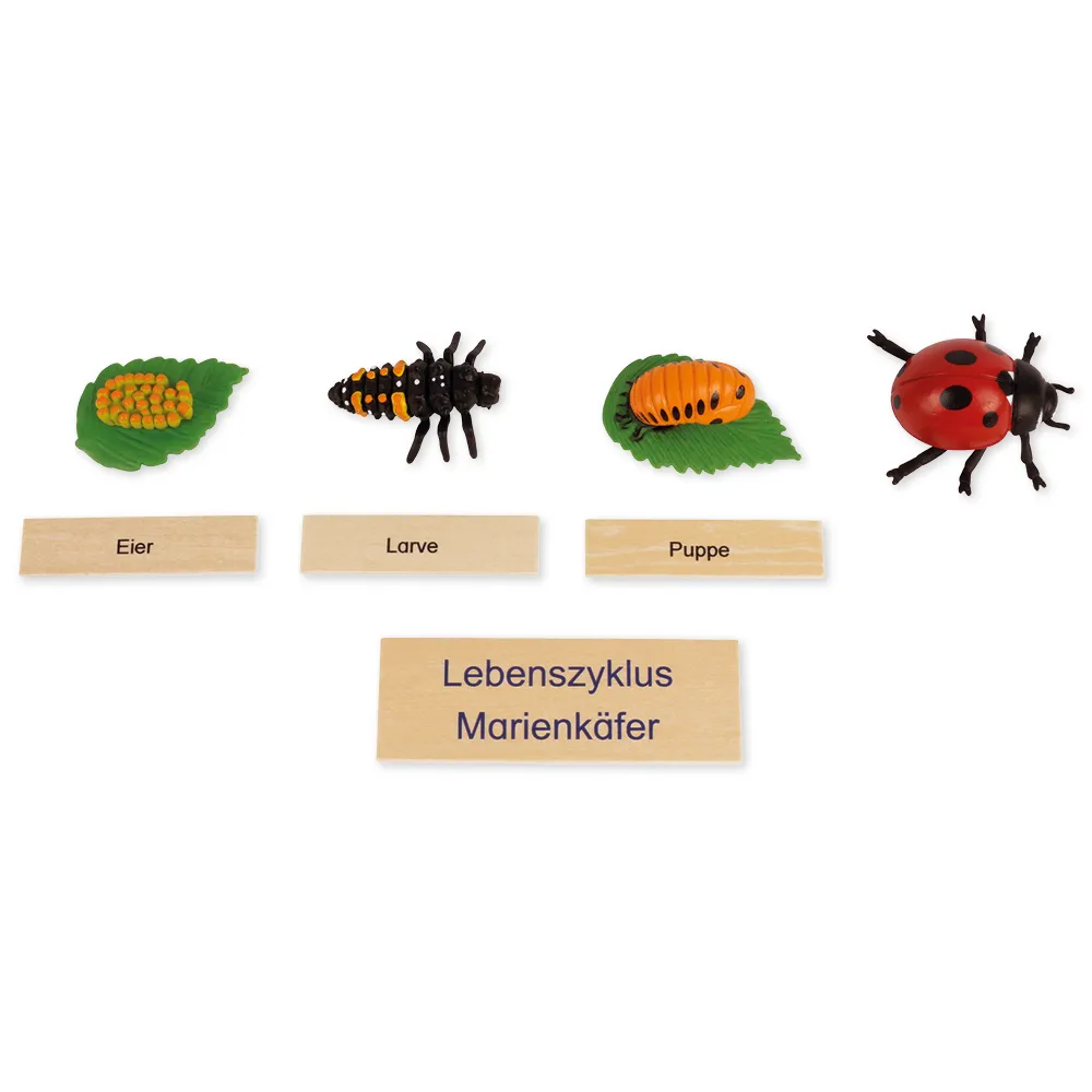 TimeTEX Lebenszyklus eines Marienkäfers, in Holzbox "Montessori Premium"