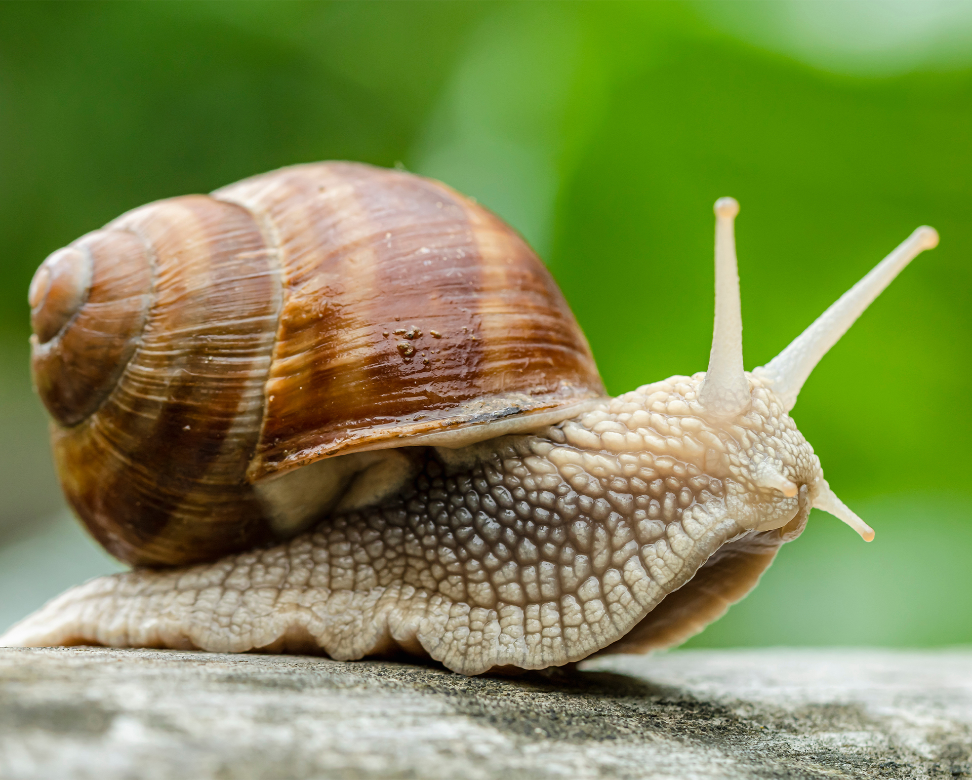 Weinbergschnecke in Nahaufnahme