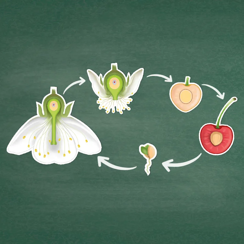 Hagemann Kirschblüte: Aufbau, Bestäubung, Befruchtung, magnetisch, 31-tlg.