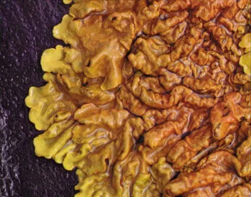 DVD-Lehrfilm Systematik der Pflanzen