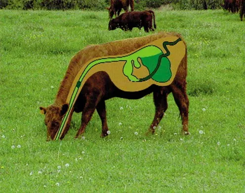 DVD-Lehrfilm Leben in Abhängigkeit - Symbiose, Parasitismus