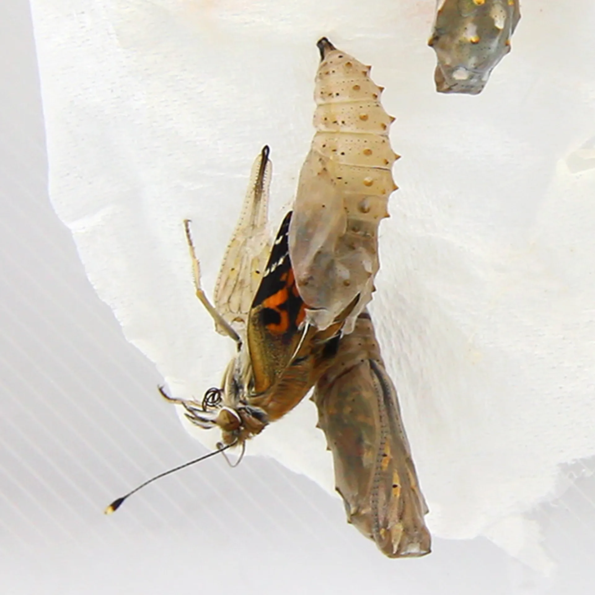 Hagemann Schmetterlings-Zuchtset mit Komfort-Eingriff (5-7 Raupen)