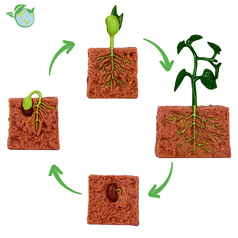 Lebenszyklus-Modelle der Bohnenpflanze (4-tlg.)
