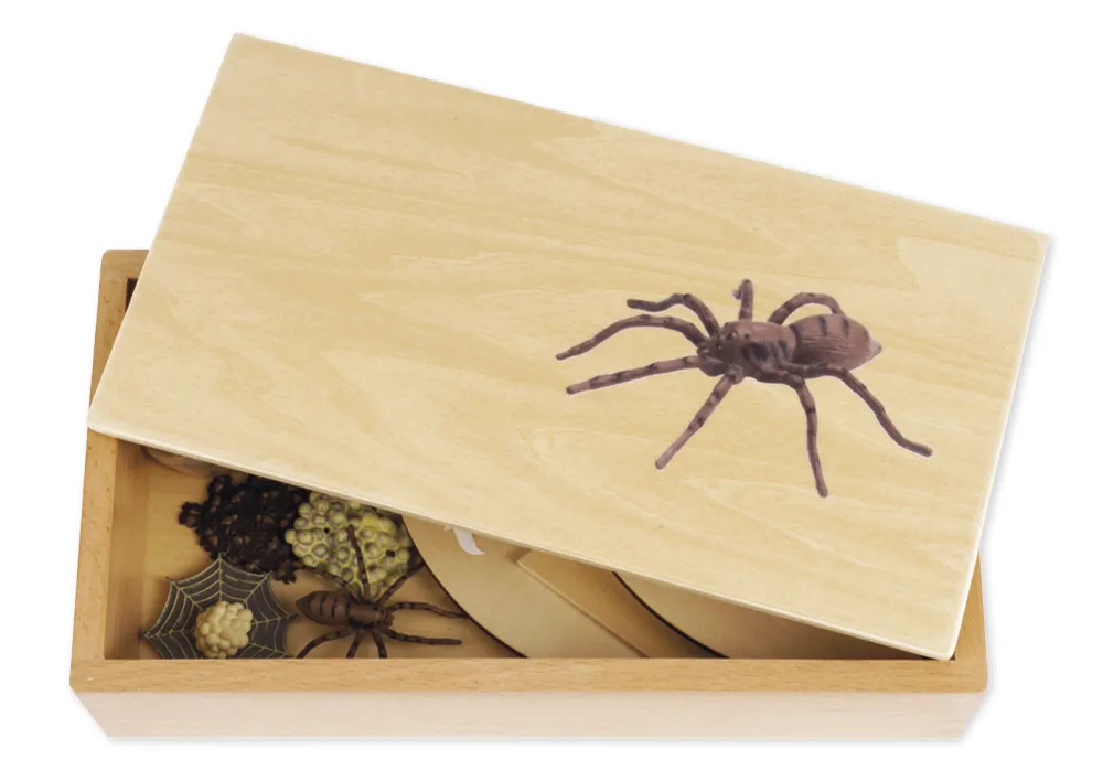 TimeTEX Lebenszyklus einer Spinne, in Holzbox "Montessori Premium"