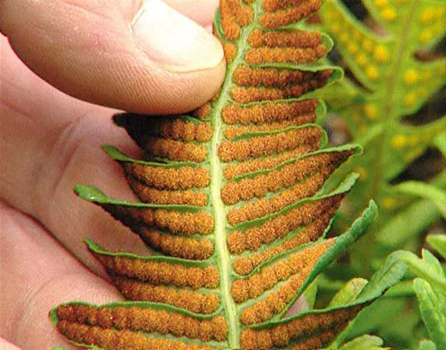 DVD-Lehrfilm Systematik der Pflanzen