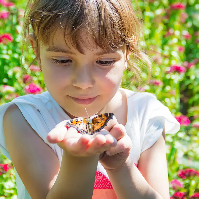Hagemann Schmetterlingsnektar  mit Lockstoff