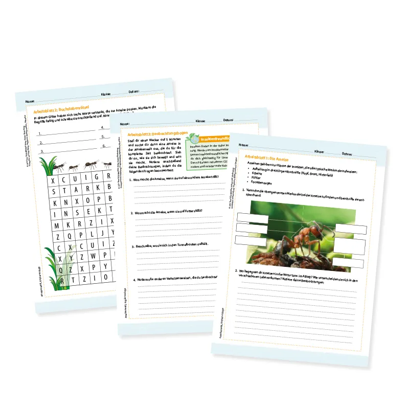Ameisenwelt, 9-tlg.