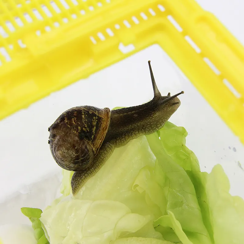 Hagemann Schnecken-Beobachtungs-Set