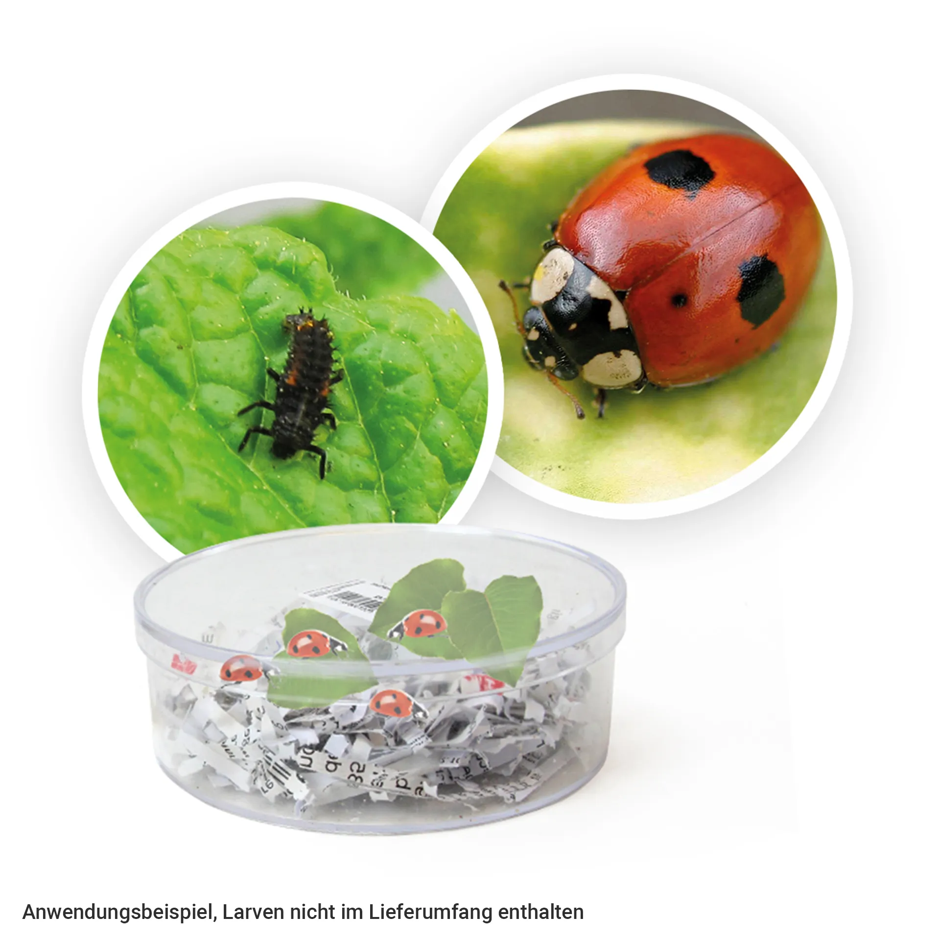 Hagemann Marienkäfer-Aufzuchtvivarium