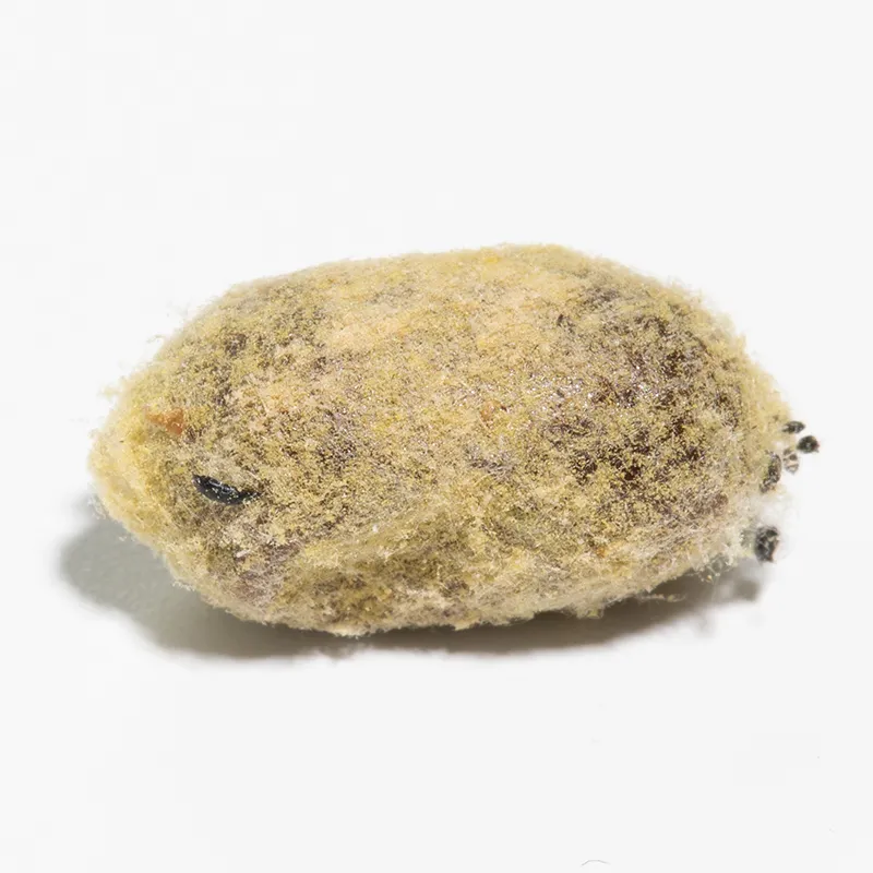 Hagemann Kokons für Wildbienenzucht, Rote Mauerbiene (25 Stück)