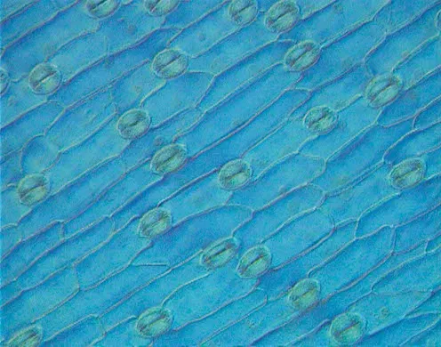 DVD-Lehrfilm Der Lebenszyklus von Bäumen