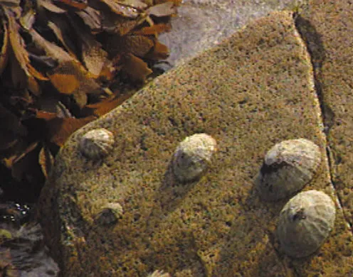 DVD-Lehrfilm Die Gezeiten