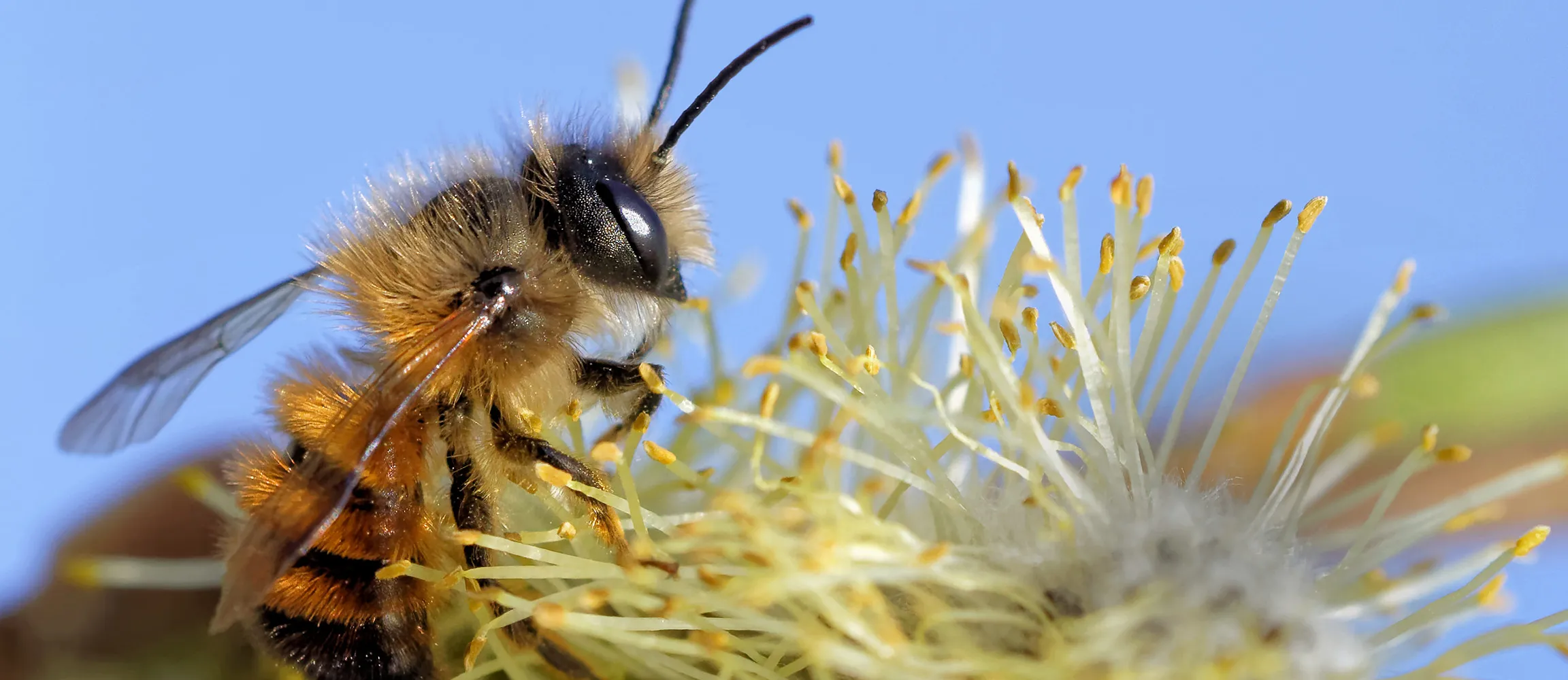 wildbienen1_2304_1000