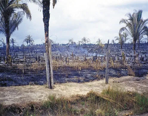 DVD-Lehrfilm Die tropischen Regenwälder