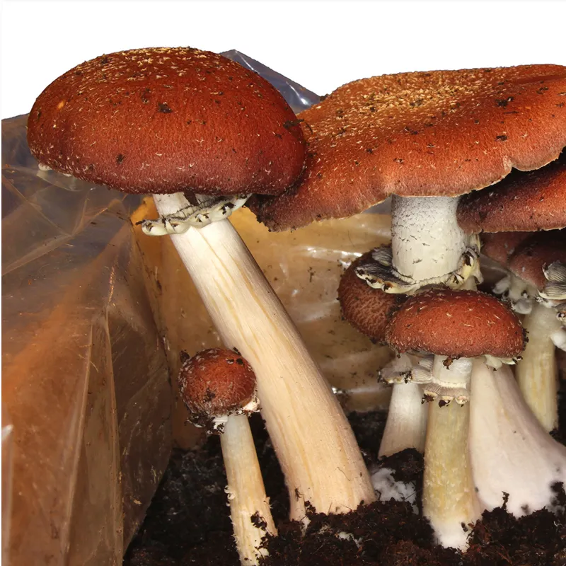 Hagemann Pilz-Zuchtset Braunkappe