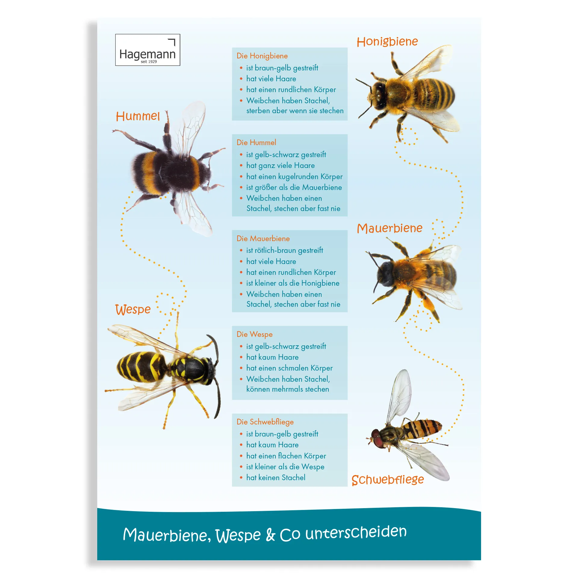 Hagemann Poster Mauerbiene, Wespe & Co unterscheiden