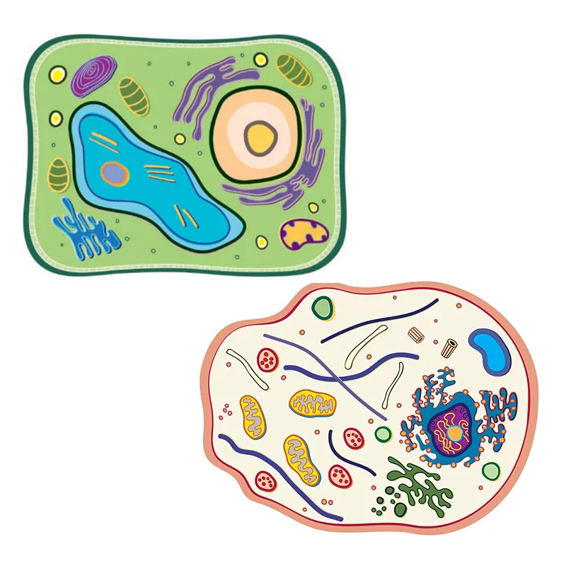 Pflanzliche und tierische Zelle, Stapelmodell