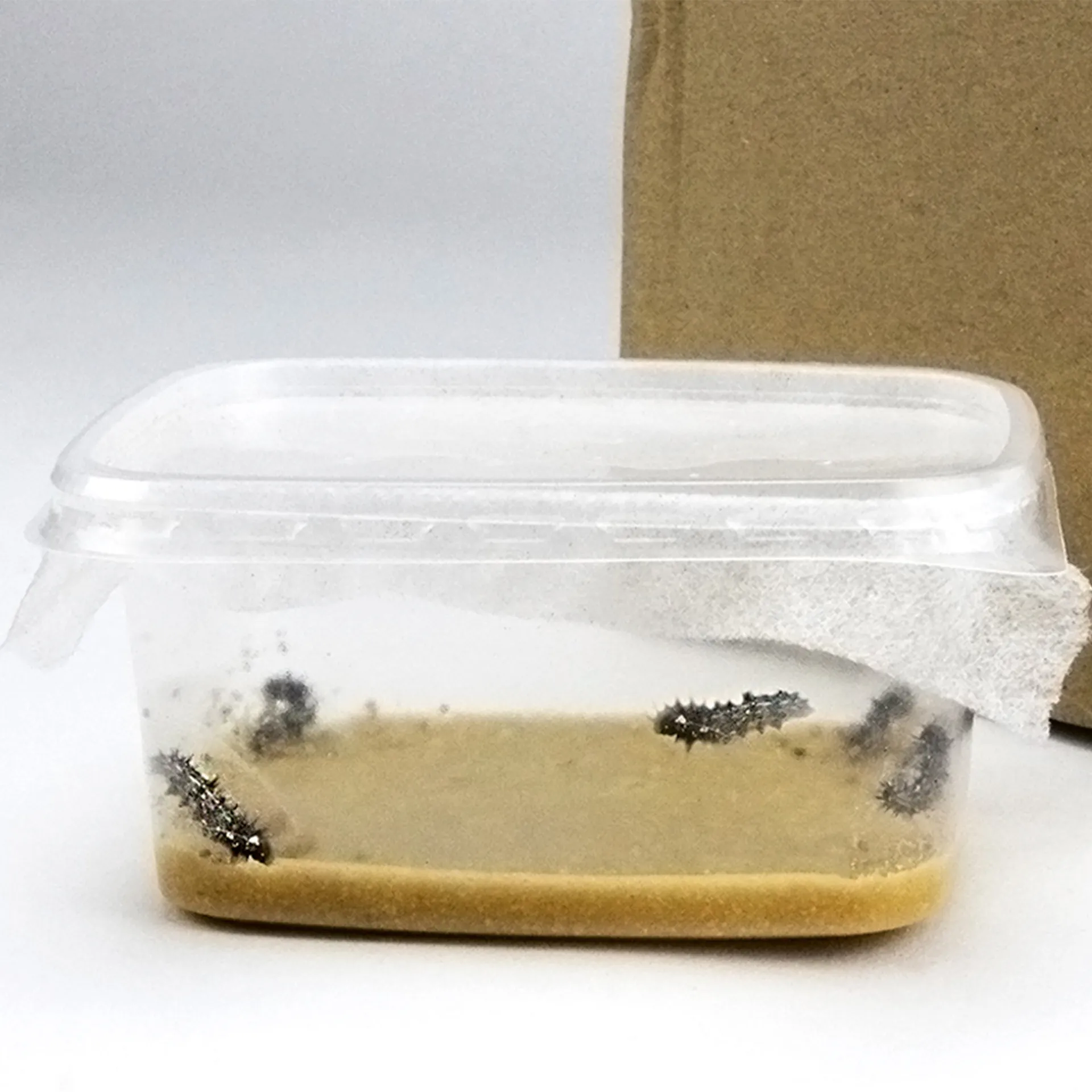 Hagemann Schmetterlings-Zuchtset, Starter (5 Raupen)